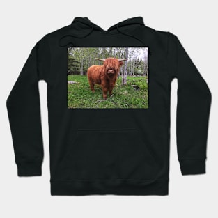 Scottish Highland Cattle Calf 2004 Hoodie